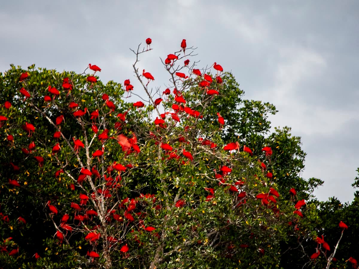 Guarás (íbis-escarlate) no Delta do Parnaíba