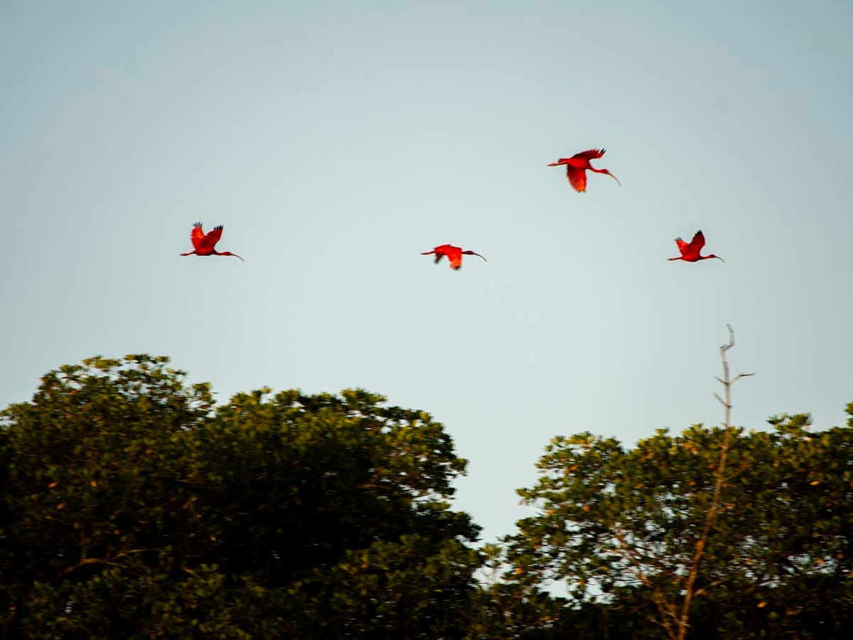 Revoada de guarás no Delta do Parnaíba
